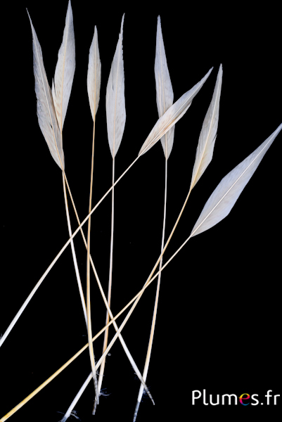 Faisan doré flèche - 30-40 cm - blanc-crème